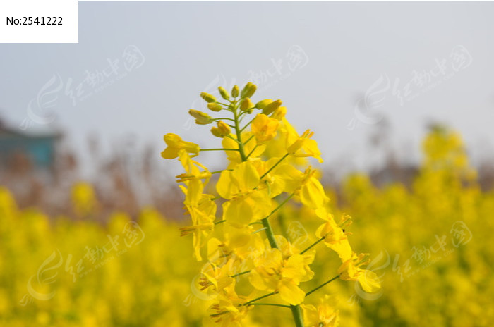 春天的油菜花