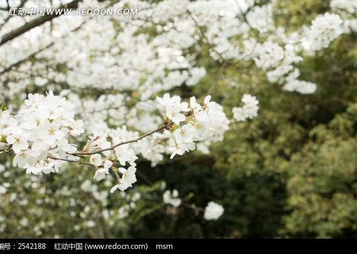 公园里的白色樱花