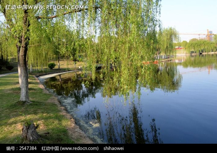 原创摄影图 自然风景 江河湖泊 春天的柳枝