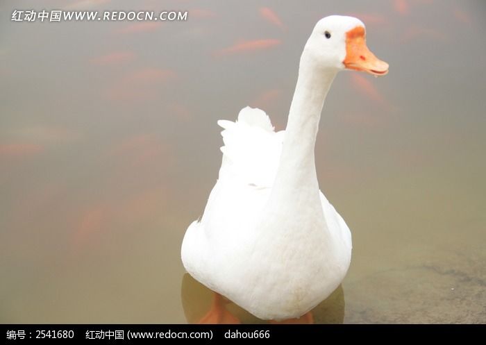 一只大白鹅