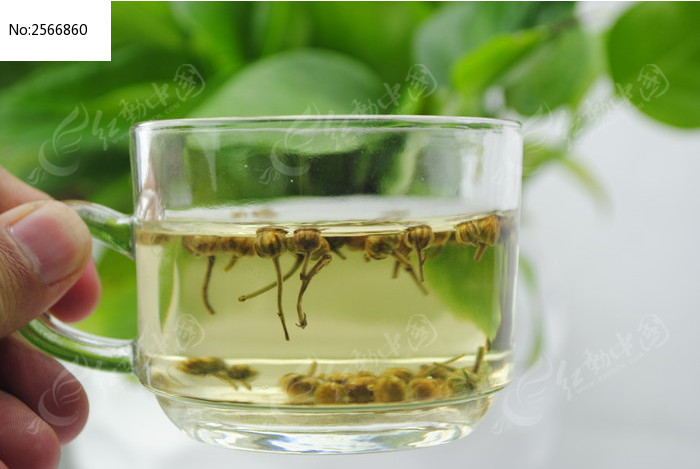 珍珠菊图片素材下载(编号:2566860)