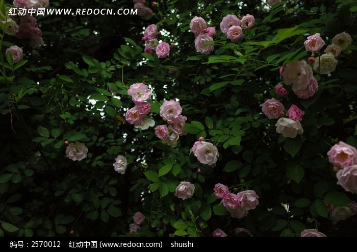 一丛蔷薇花