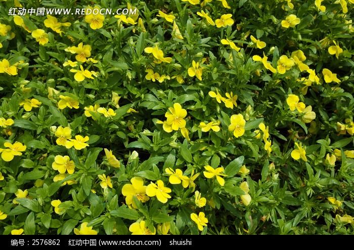 原创摄影图 动物植物 花卉花草 小黄花