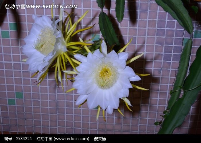 素材描述:红动网提供花卉花草精美高清图片下载,您当前访问图片主题是火龙果花,编号是2584224, 文件格式是JPG,您下载的是一个压缩包文件,请解压后再使用看图软件打开,色彩模式是,图片像素是6000*4000像素,素材大小 是11.44 MB。