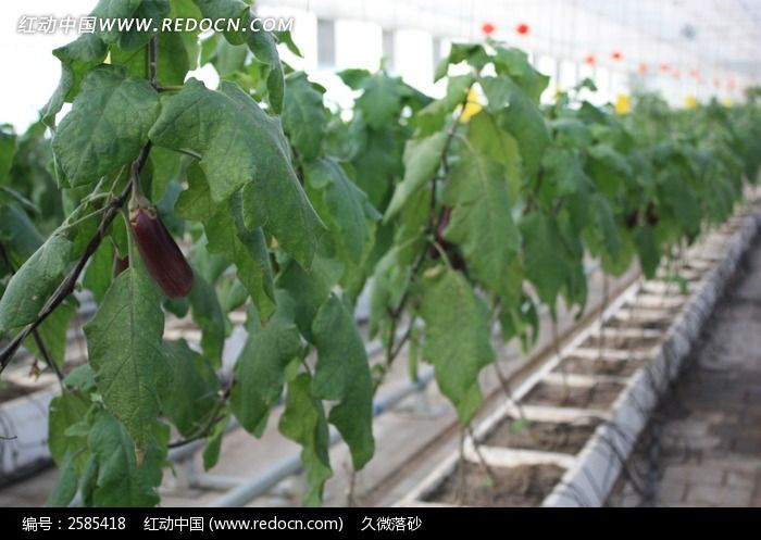 室内种植架上的茄子