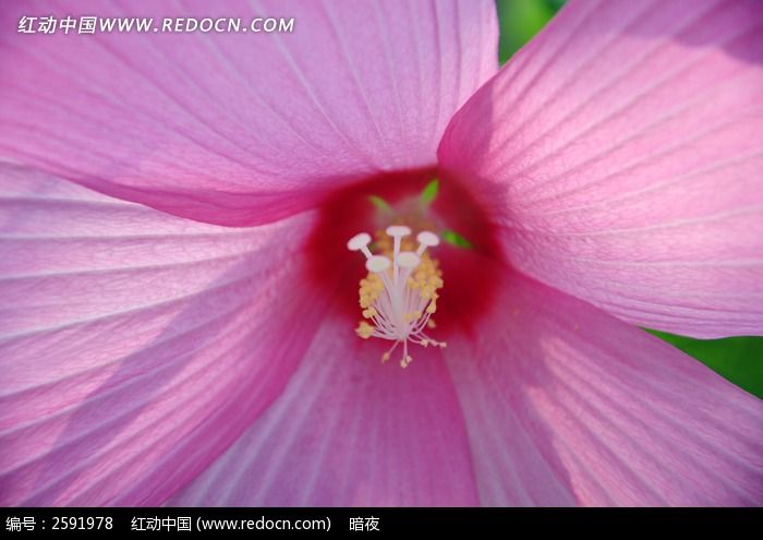 原创摄影图 动物植物 花卉花草 粉红色的花瓣