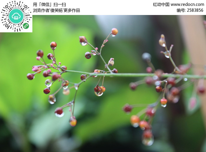 枝头上挂着水珠的花蕾