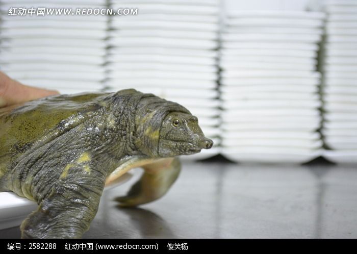 水产品水鱼图片_餐饮美食图片