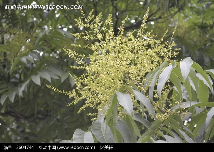 龙眼花