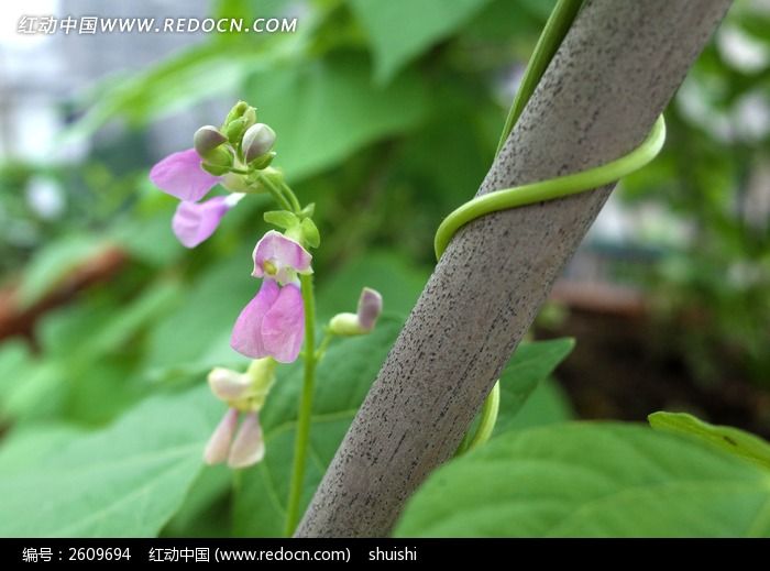 绕藤的四季豆花