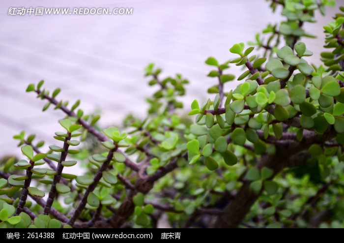 多肉植物