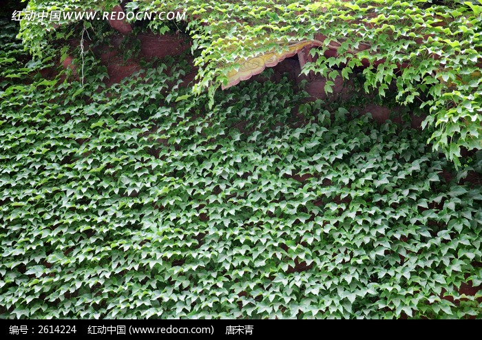 爬山虎植物素材