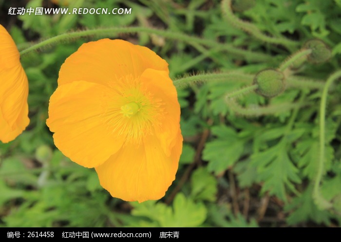 黄色虞美人