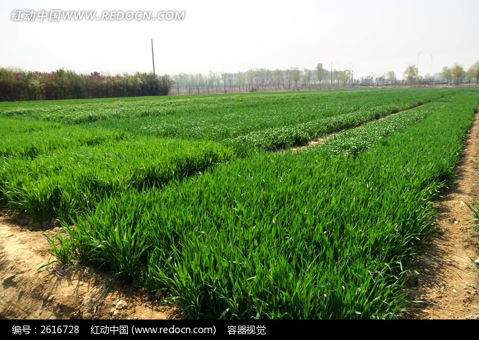 宽阔的绿色麦地高清大图