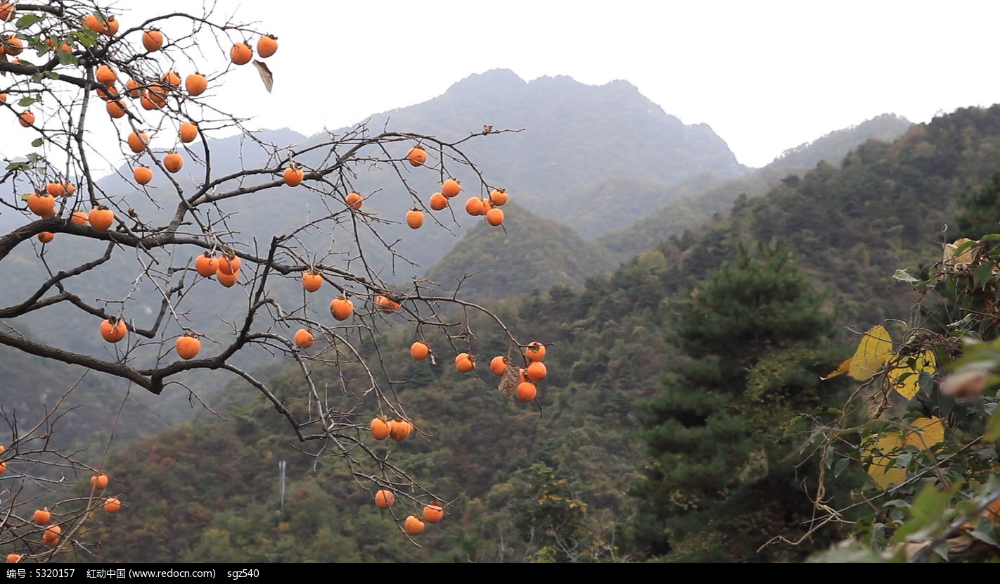 视频素材/片头片尾/ae模板 实拍视频素材 秦岭山上的美味柿子视频素材