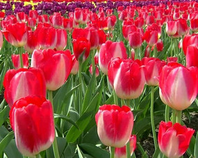 郁金香花海led视频素材