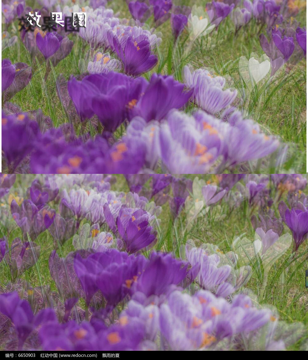 梦幻藏红花唯美视频背景avi素材下载_动态|特效