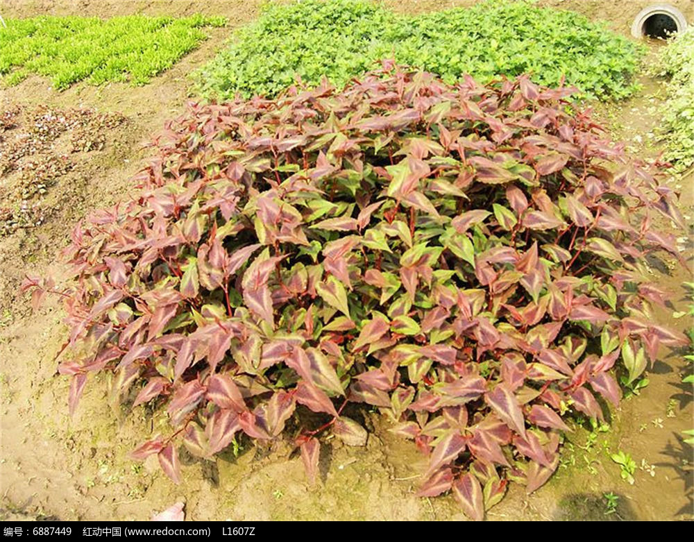 赤胫散(蓼科)JPG素材下载_植物设计图片