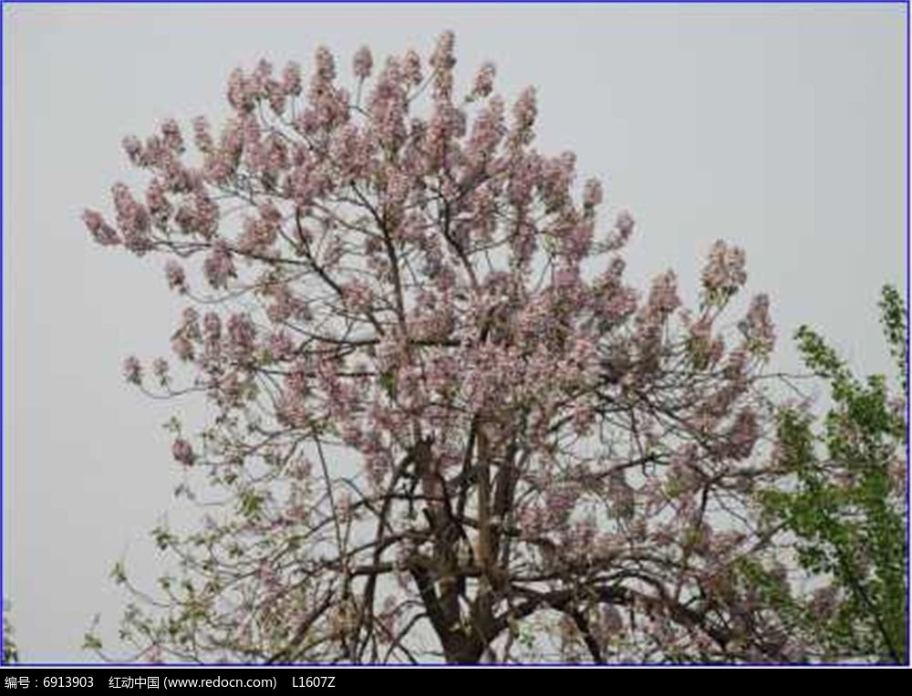 毛泡桐JPG素材下载_植物设计图片