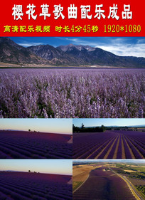 樱花草歌曲配乐成品