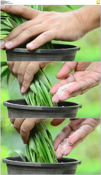 给花草施肥实拍视频素材