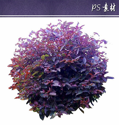 密枝红叶李球植物立面素材