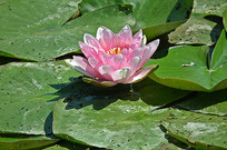 池塘粉色睡莲花朵图