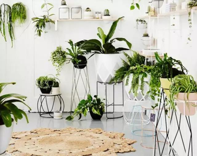 玄关、阳台、客厅等空间适合放什么绿植?家居