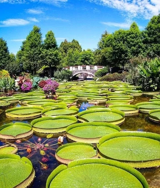 水生植物造景,你了解多少?