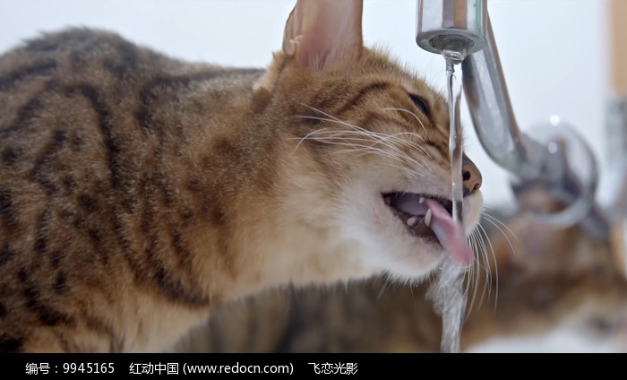 猫咪喝水视频恶搞,猫咪喝水多正常吗