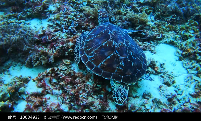 4kpalaoqianshuihaidishijieshipaishipin_10034933.jpg