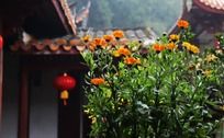 屋檐下盛开的小菊花