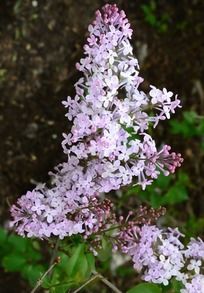 粉色丁香花