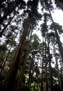 鲁山高大挺拔的松树