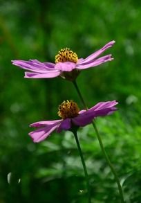 两朵粉色波斯菊