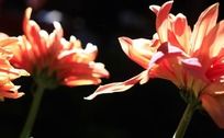 红色的大菊花