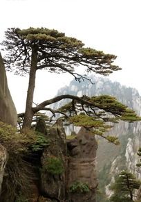 原创摄影图 自然风景 山峰山脉 黄山迎客松