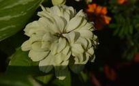 浅绿色东洋菊