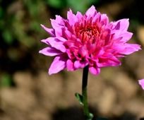美丽的粉色菊花