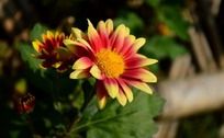 渐变花瓣的小菊花