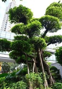 广州东濠涌绿化树木
