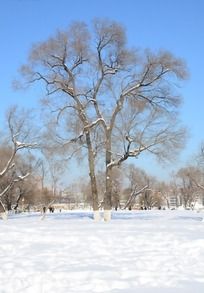 雪地上的枯树