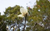 白色木棉花