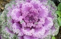 白色菊花淡紫色花蕊图片
