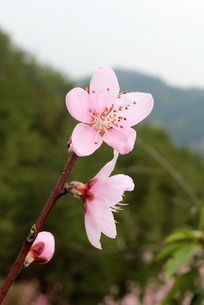 原创摄影图 动物植物 花卉花草 红桃花