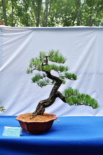 黄山松植物盆栽景观