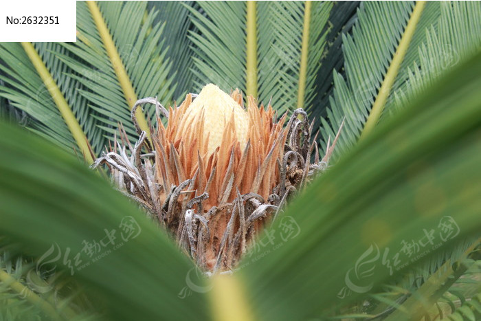 绿色 植物 风景 铁树