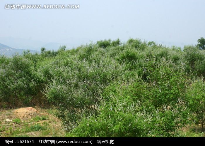 满山荆轲植物