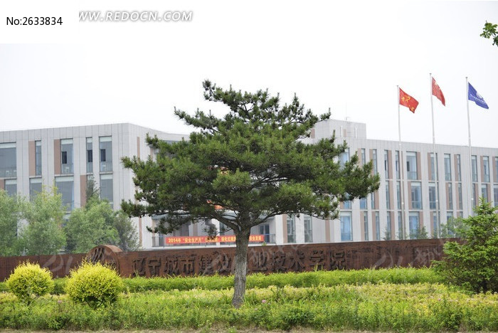 学校门前松树图片