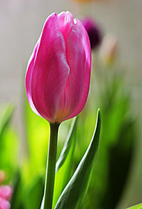 郁金香花朵特摄